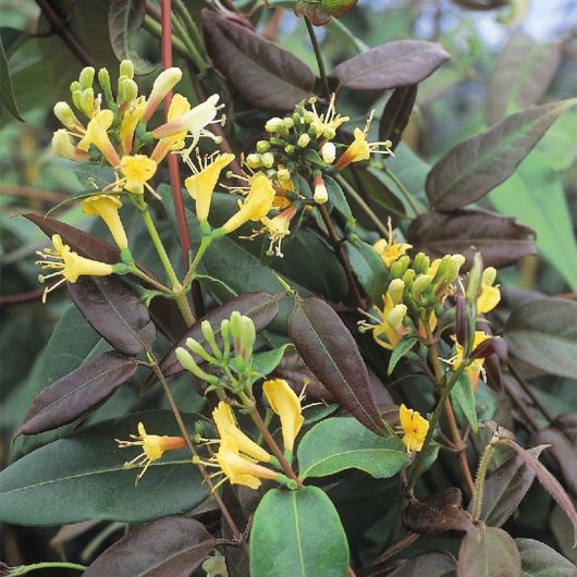 Lonicera henryi Copper Beauty